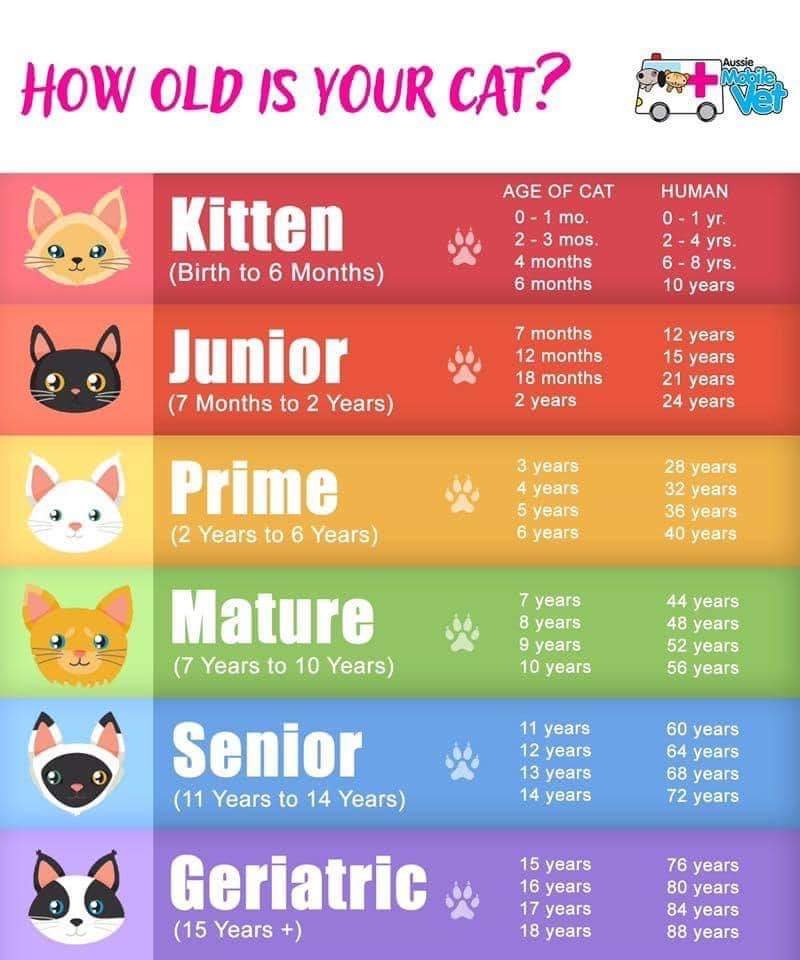 How Old is Your Cat?